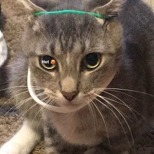 Meet your Posher, Mason